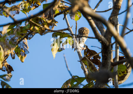 Wald owlet (Athene blewitti) in Melghat Tiger Reserve Stockfoto