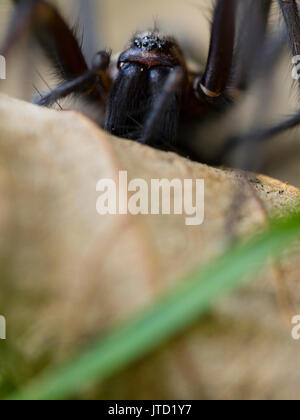 London, Großbritannien. Haus Spider auf Blatt. Stockfoto