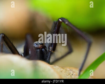 London, Großbritannien. Haus Spider auf Blatt. Stockfoto