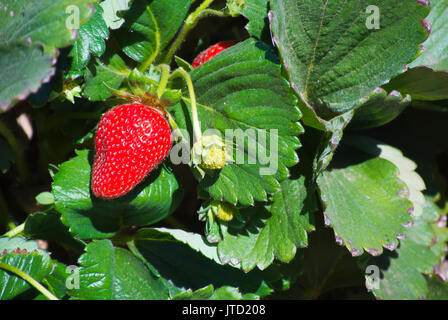 Erdbeeren wachsen in Feld Stockfoto