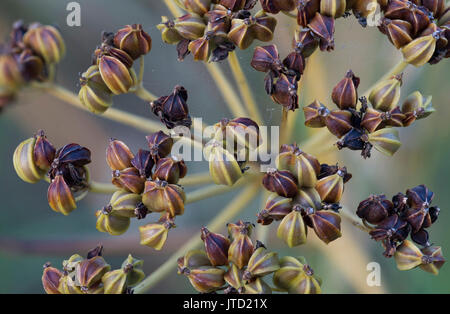 Alexanders Samen Kopf Stockfoto