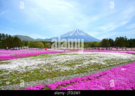 Shibazakura Festival in Japan mit dem Berg Fuji Stockfoto