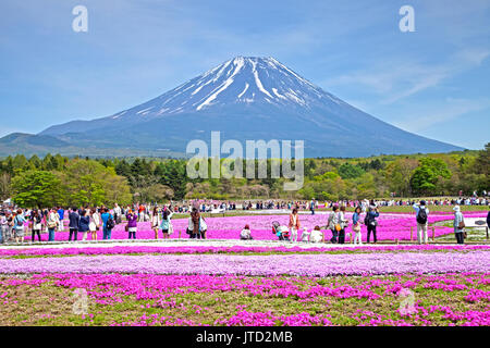 Shibazakura Festival in Japan mit dem Berg Fuji Stockfoto