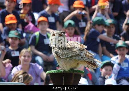 Bracciano, Italien, 27. MAI 2010: Uhu (Bubo bubo) sein Publikum beeindruckende während einer öffentlichen zeigen. Stockfoto