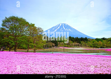 Shibazakura Festival in Japan mit dem Berg Fuji Stockfoto