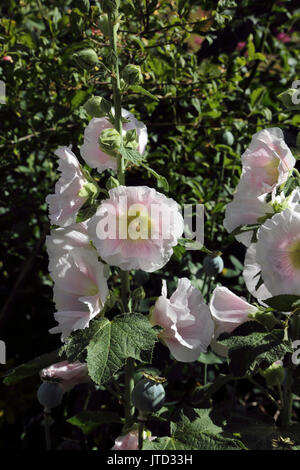 Rosa Stockrosen im Garten Surrey, England Stockfoto