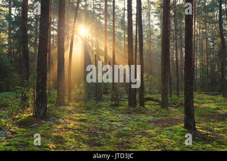 Herbst Wald im Sonnenlicht. Morgen scheint die Sonne durch den Nebel im Wald. Stockfoto