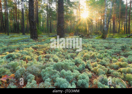 Sonnige Märchenwald. Helle Sonne scheint bei Green Moss. Herbst Natur. Stockfoto