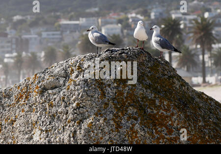 Drei Möwen sitzen auf einem Felsen am Strand von Camps Bay in Kapstadt, Western Cape, Südafrika. Stockfoto