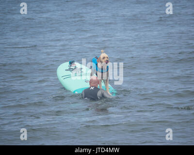 Pacifica, CA/USA - August 5, 2017: Die zweite jährliche World Dog Surfen Meisterschaften brachte die Top Dog Surfer und ihren Menschen. Stockfoto