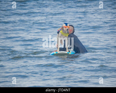 Pacifica, CA/USA - August 5, 2017: Die zweite jährliche World Dog Surfen Meisterschaften brachte die Top Dog Surfer und ihren Menschen. Stockfoto