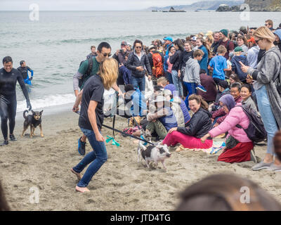 Pacifica, CA/USA - August 5, 2017: Die zweite jährliche World Dog Surfen Meisterschaften brachte die Top Dog Surfer und ihren Menschen. Stockfoto