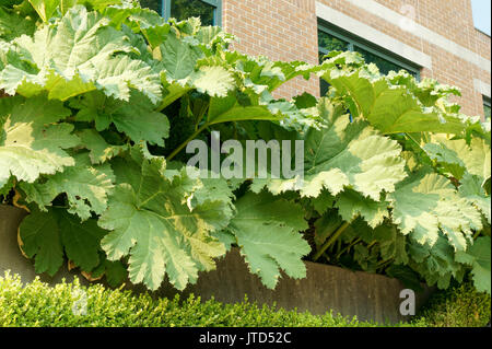 Große Gunnera manicata oder brasilianischer Riese Rhabarber Anlage direkt neben einem Gebäude in Vancouver, BC, Kanada wachsenden Stockfoto