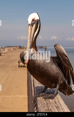 Braune Pelikan stehend auf einem Pier Stockfoto