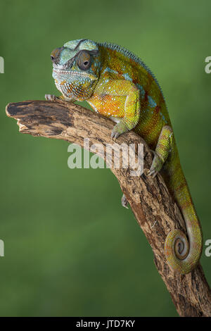 In voller Länge Porträt eines Panther chameleon mit einem Schwanz auf einem Zweig starrte nach vorn in die aufrechte vertikale Format vor einem grünen Hintergrund mit te curl Stockfoto