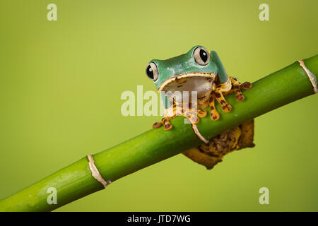 Super Tiger Bein Affe Frosch Balancieren auf einem Bambus schießen auch die wächserne Laubfrosch bekannt Stockfoto