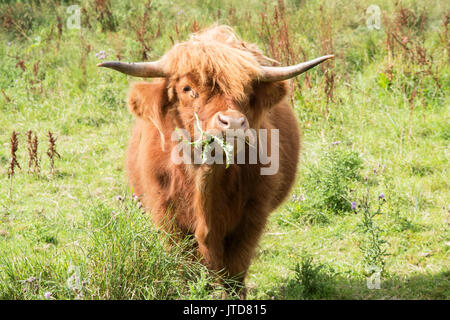 Ein Mund voll Disteln. Stockfoto