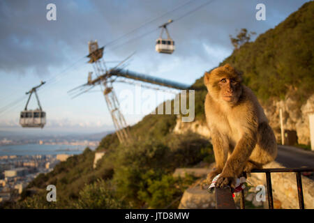 Eine junge Barbary macaque sitzt auf einem Geländer als Gibraltar Seilbahnen Fallen eine neue Gruppe von Touristen im Abendlicht. Stockfoto