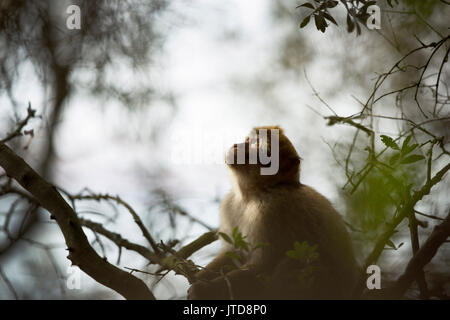 Ein Barbary macaque sitzt in einem olivenbaum Fütterung auf Blätter und Früchte auf einem tristen Tag in Gibraltar. Stockfoto