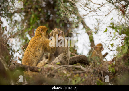 Barbary macaques Pflege in Baumkrone, Gibraltar. Stockfoto