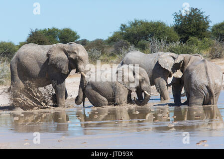 Herde Elefanten (Loxodonta africana) Stiere in ein Schlammbad in ein schlammiges Wasserloch Stockfoto