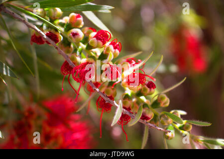 Blume. Schönen roten Blumen. Mediterrane Baum. Feder. Stockfoto