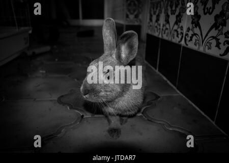 Ein Portrait von meinem Kaninchen zu Hause in Schwarz und Weiß Stockfoto