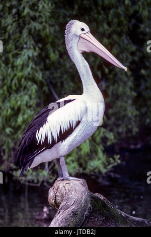 Pelikan auf einem Zweig, Tasmanien, Australien Stockfoto