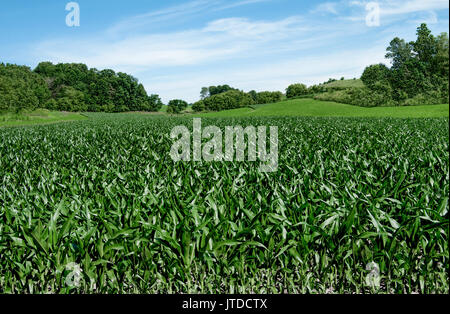 Maisfelder am 4. Juli: Maisstängel erreichen eine Höhe von 3-4 Fuß Anfang Juli auf einem kleinen Bauernhof im Süden von Wisconsin. Stockfoto