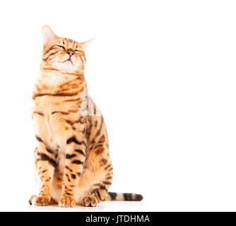 Männlich Bengal Katze sitzend entspannen oder schlafen mit geschlossenen Augen auf weißem Hintergrund isoliert Model Release: Nein Property Release: Nein. Stockfoto