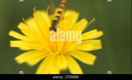 Nahaufnahme von Löwenzahn Blume auf grünem Hintergrund Stockfoto