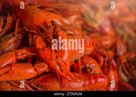 Louisiana Langusten Kochen Stockfoto