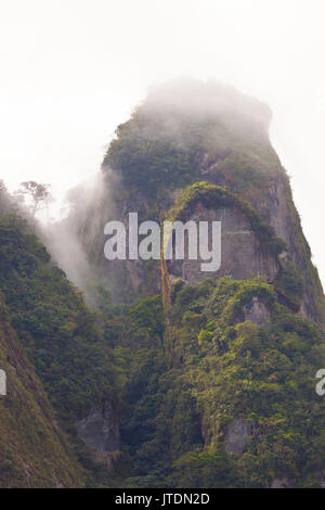 Nebel um Cerro Trinidad in Altos de Campana Nationalpark, Cordillera Central, Panama Provinz, Republik Panama. Stockfoto