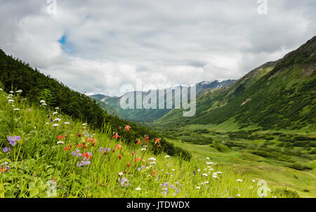 Bereich der Wildblumen mit Blick auf Palmer Creek Valley in Southcentral Alaska. Stockfoto