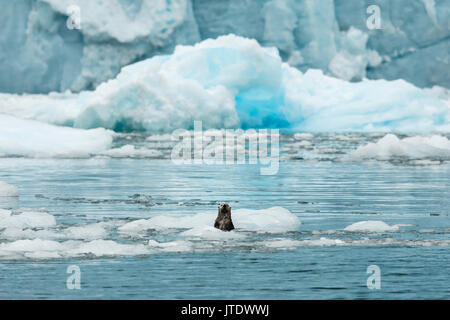 Neugierig Seeotter (Enhydra lutris) unter die Eisberge der Überraschung Gletscher in Harriman Fjord im Prince William Sound in Southcentral Alaska. Stockfoto