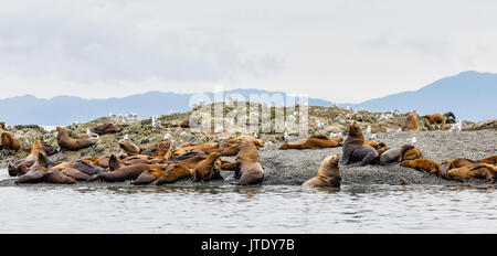 Steller Seelöwen (Eumetopias jubatus) mitgeführt und auf einer Insel in der niederländischen Gruppe im Prince William Sound in Southcentral Alaska. Stockfoto