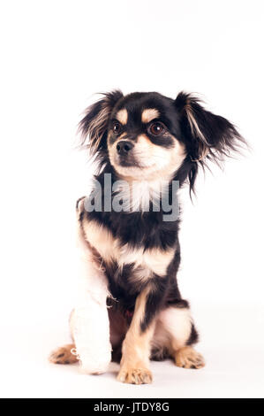 Süße kleine sechs Monat gemischte Rasse Hund auf weißem Hintergrund im Studio Stockfoto