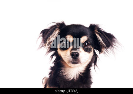 Süße kleine sechs Monat gemischte Rasse Hund auf weißem Hintergrund im Studio Stockfoto