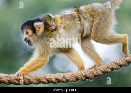 6 Tag alt bolivianischen Black-capped Squirrel monkey baby klammert sich fest an der Mütter zurück, seine winzigen Schwanz runden Ihr mittlerer Verpackung Stockfoto