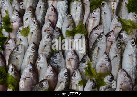 Fisch auf Eis für Verkauf in einem Napoly Fischmarkt. Stockfoto