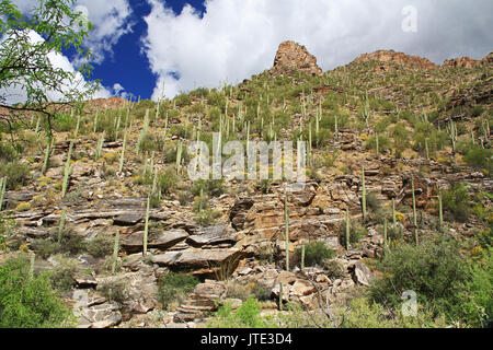 Ein Berg von Saguaro Kaktus in Bear Canyon im Sabino Canyon Recreation Area Park in der Sonora Wüste, auf die Santa Catalina Mountains in Tucson, Stockfoto