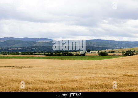 Schottland, Highlands, Schottische Landschaft, Bewirtschaftete Felder, Hay, Ackerland, Bäume, Sträucher und Sträucher, Felder, Grün, Wolkig, Bewölktes Wetter Stockfoto