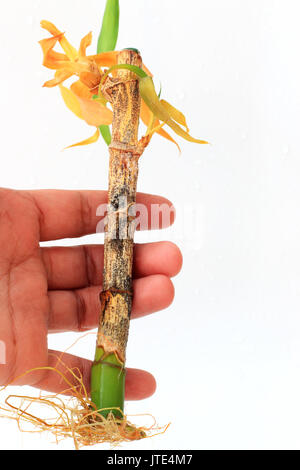 Sterbende Lucky Bamboo oder bekannt als Dracaena Braunii, Dracaena Sanderiana Solated vor weißem Hintergrund Stockfoto