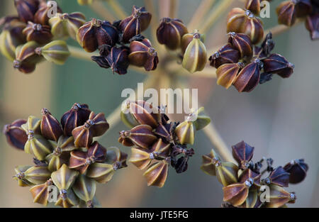 Alexanders Samen Kopf Stockfoto