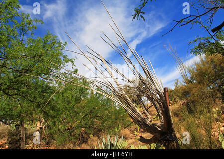 Holz- ausgetrocknete Skelett Rippen einer toten Saguaro Kaktus vor blauem Himmel in Colossal Cave Mountain Park in Vail, Colorado, USA in der Nähe von Tucson. Stockfoto