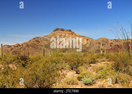 Blue Sky copy Raum in der Nähe Tillotson Peak im Organ Pipe Cactus National Monument in Ajo, Arizona, USA, darunter ein großes Sortiment von Wüstenpflanzen, whi Stockfoto