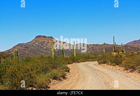 Blue Sky copy Raum und kurvenreiche Straße in der Nähe von Tillotson Peak im Organ Pipe Cactus National Monument in Ajo, Arizona, USA, darunter ein großes Sortiment an d Stockfoto