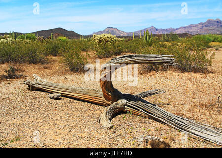 Nahaufnahme eines großen Toten Saguaro Kaktus Skelett und blauer Himmel kopieren Platz im Organ Pipe Cactus National Monument in Ajo, Arizona, USA u. a. Stockfoto