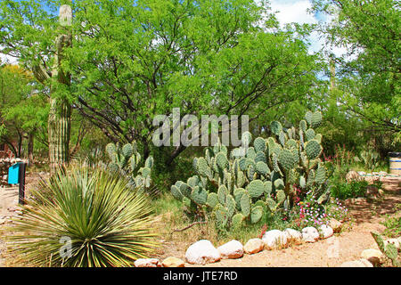 Butterfly Garden auf der La Posta Quemada Ranch in Colossal Cave Mountain Park in Vail, Colorado, USA in der Nähe von Tucson. Stockfoto