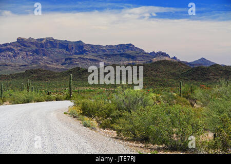 Blue Sky copy Raum und kurvenreiche Straße in der Nähe von Tillotson Peak im Organ Pipe Cactus National Monument in Ajo, Arizona, USA einschließlich Zusammenstellung der Wüste pl Stockfoto